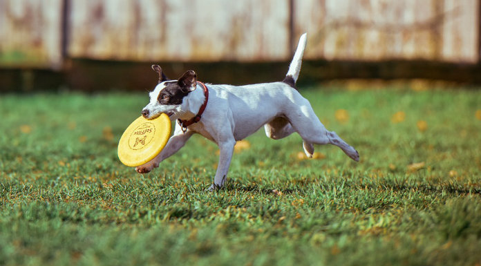 Clare Animal Welfare Running Spaying And Neutering Campaign For Pets